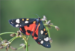 <p>PŘÁSTEVNÍK HLUCHAVKOVÝ (Callimorpha dominula) Šluknovsko ----- /Scarlet tiger moth - Schönbär/</p>